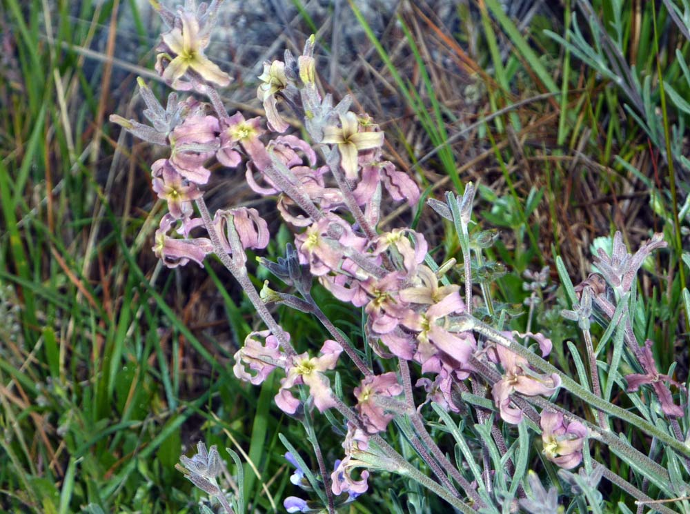 Matthiola fruticulosa