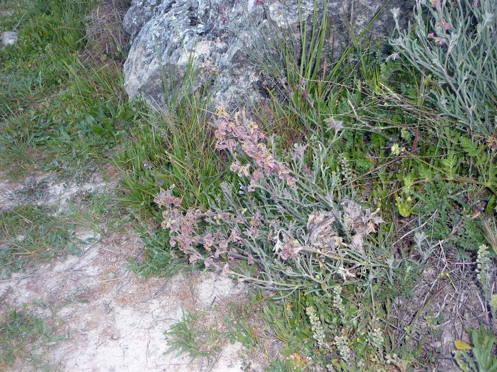 Matthiola fruticulosa