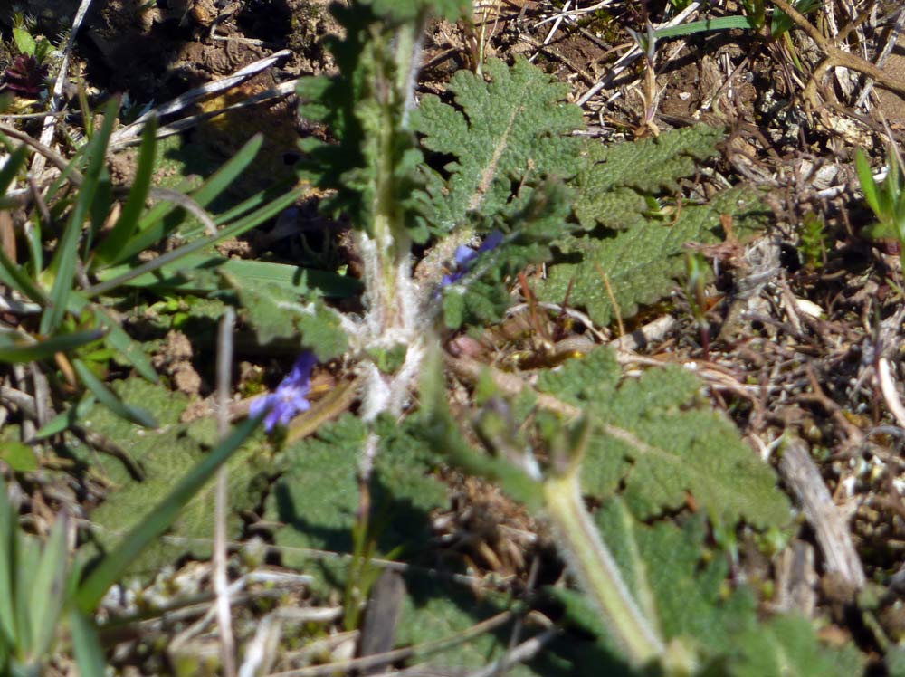 Salvia clandestina