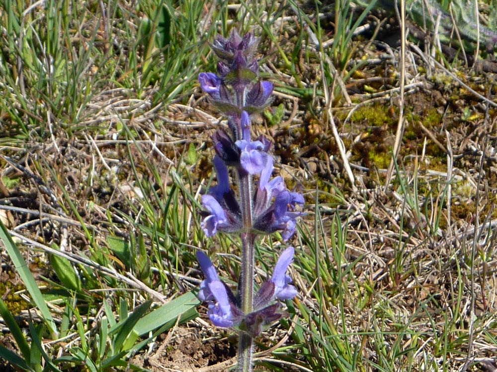 Salvia clandestina