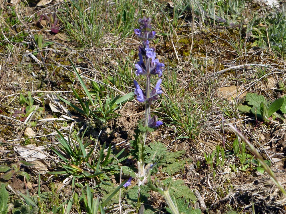 Salvia clandestina