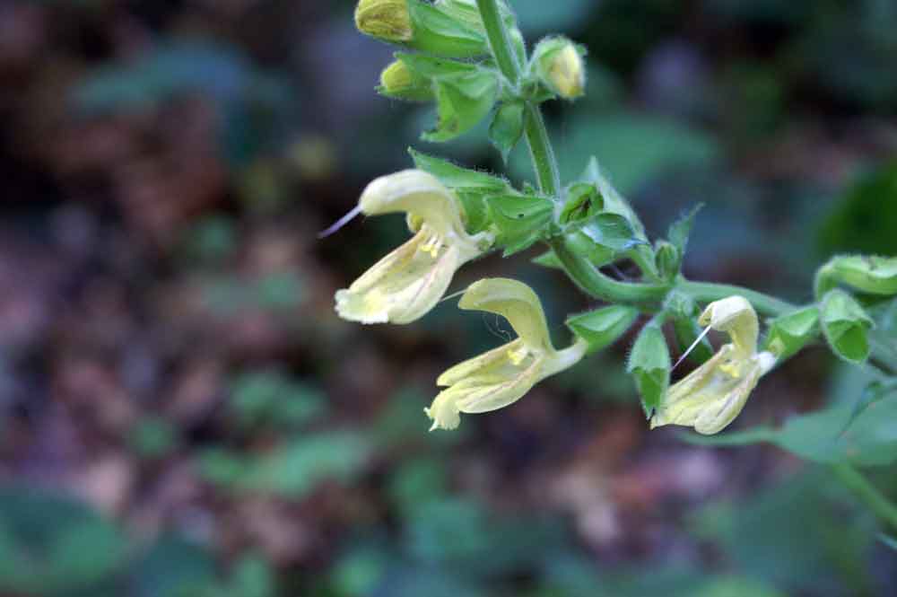 Salvia glutinosa