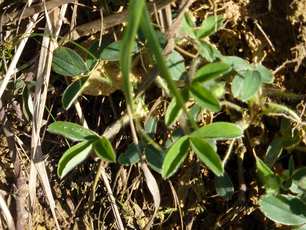 Potentilla montana