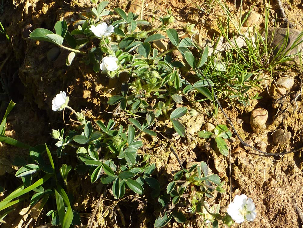 Potentilla montana