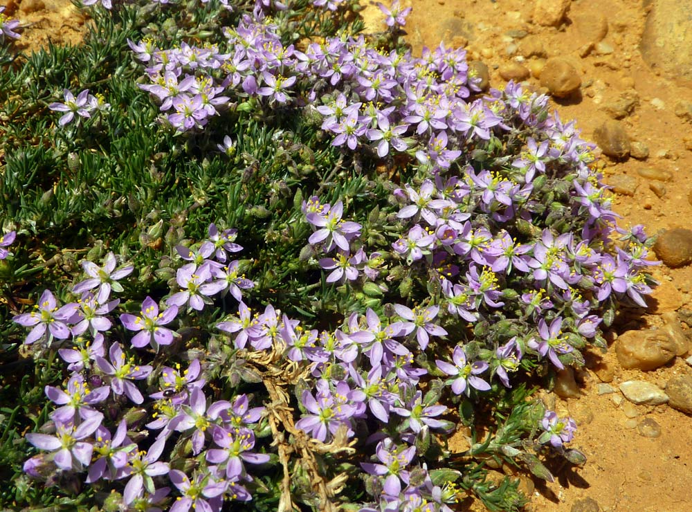 Spergularia cfr.salina