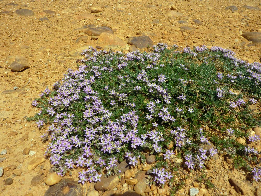 Spergularia cfr.salina