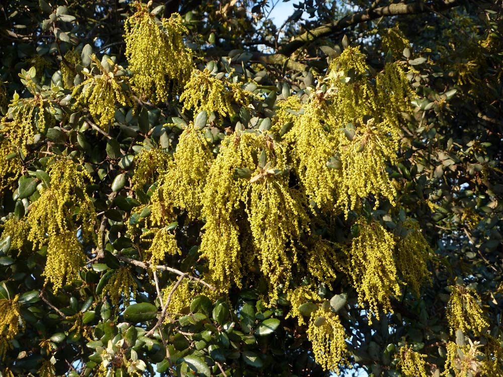 Quercus ilex / leccio