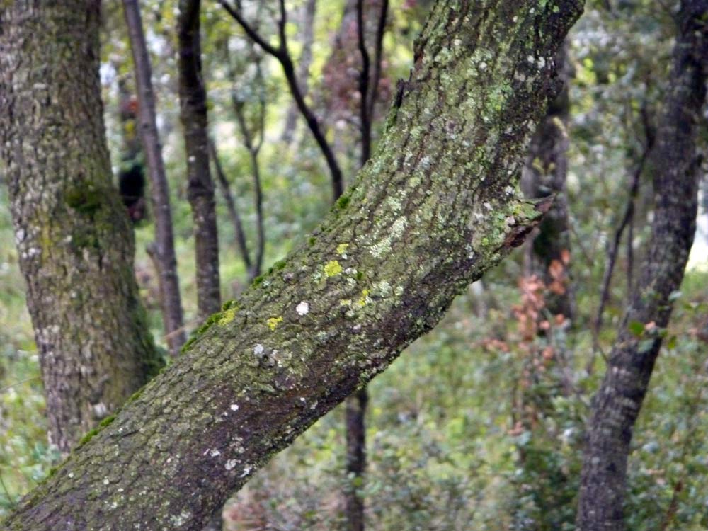 Quercus ilex / leccio