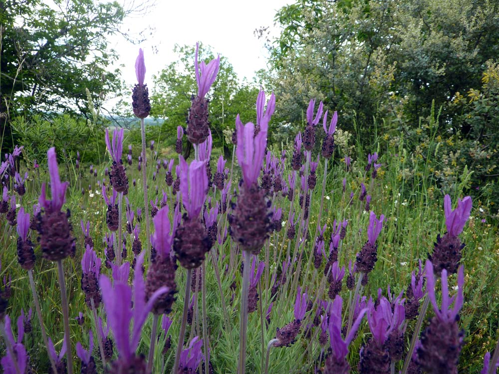 Lavandula stoechas