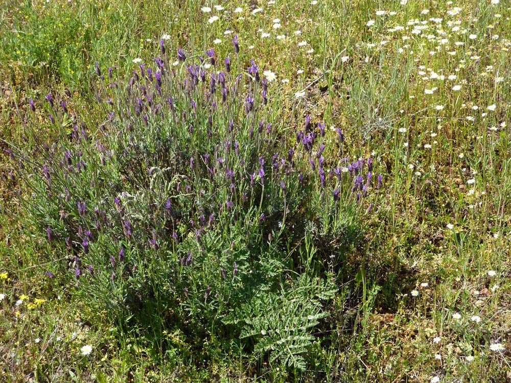 Lavandula stoechas