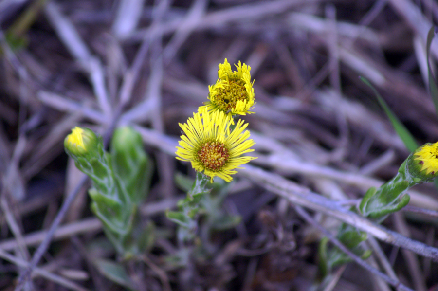 Tussilago farfara