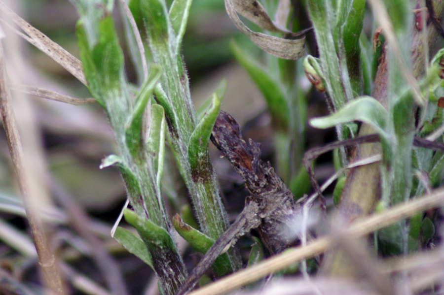 Tussilago farfara