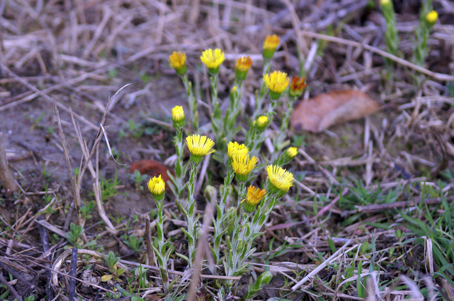 Tussilago farfara
