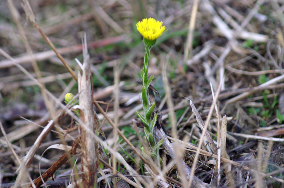Tussilago farfara