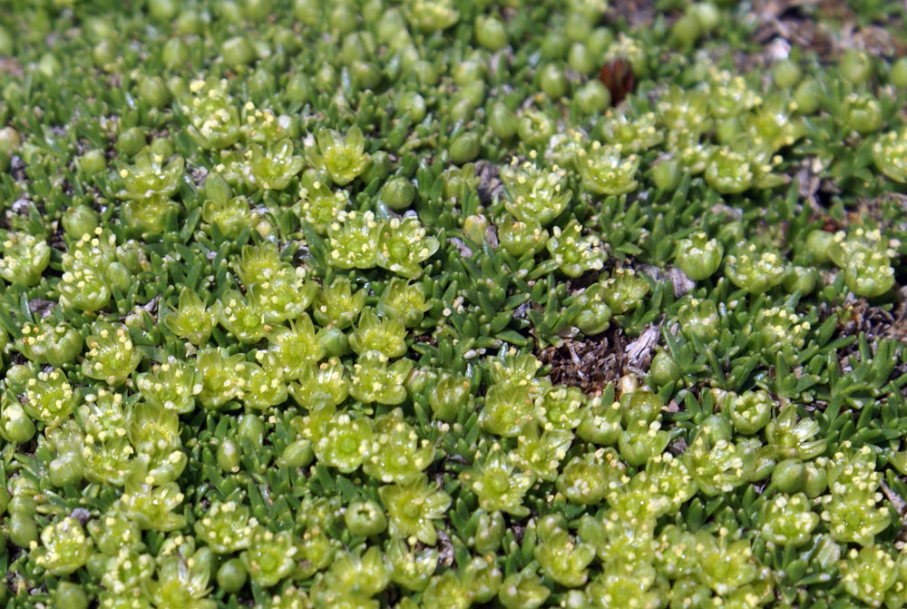 Cherleria (=Minuartia) sedoides / Minuartia sedoide