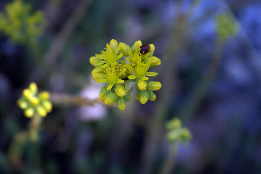 Appennino umbro 26 - Sedum cfr. rupestre