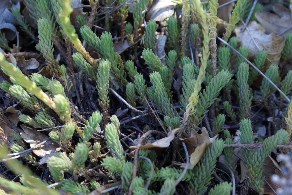 Appennino umbro 26 - Sedum cfr. rupestre