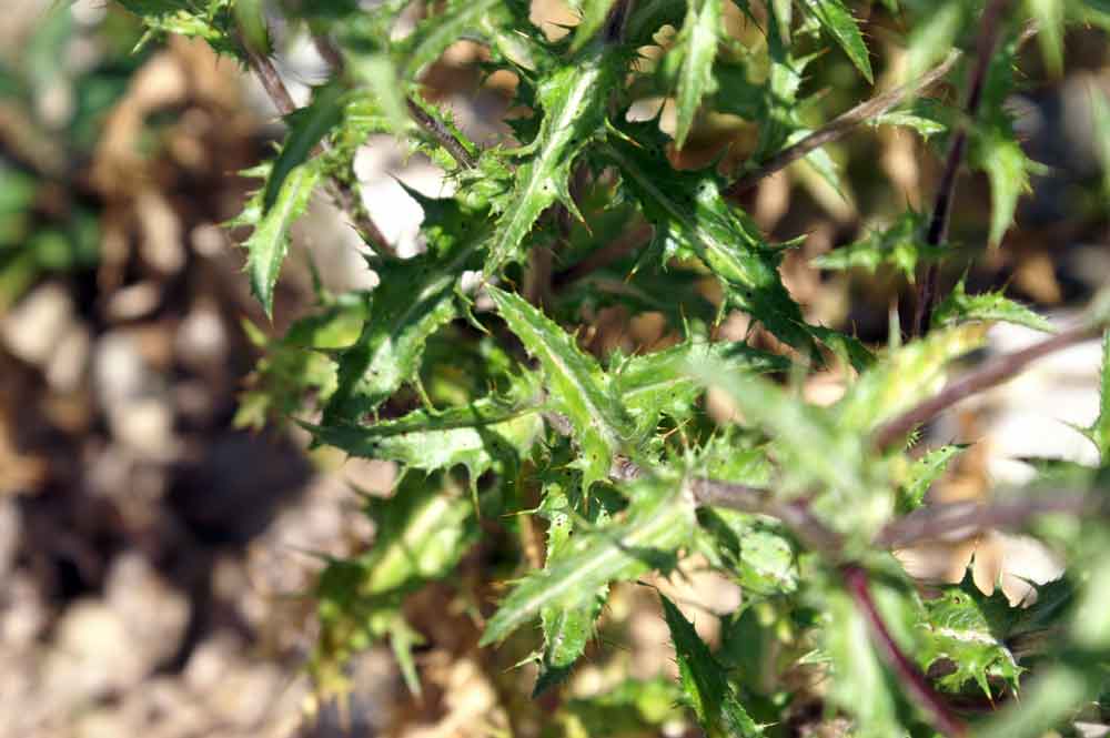 Carlina vulgaris