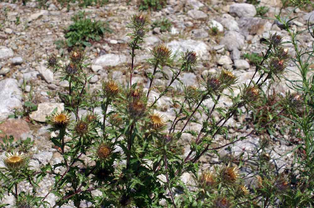 Carlina vulgaris