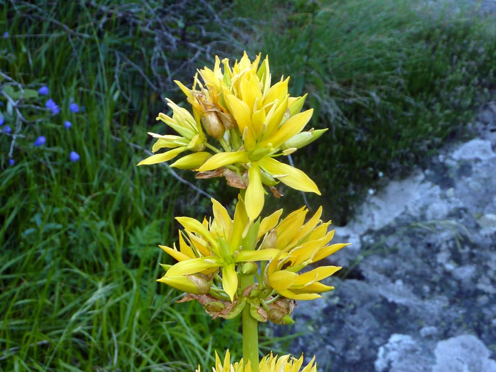 Gentiana lutea / Genziana maggiore