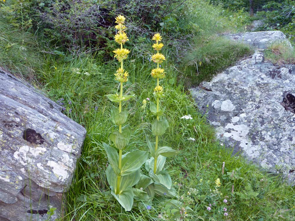 Gentiana lutea / Genziana maggiore