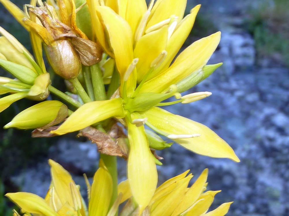 Gentiana lutea / Genziana maggiore