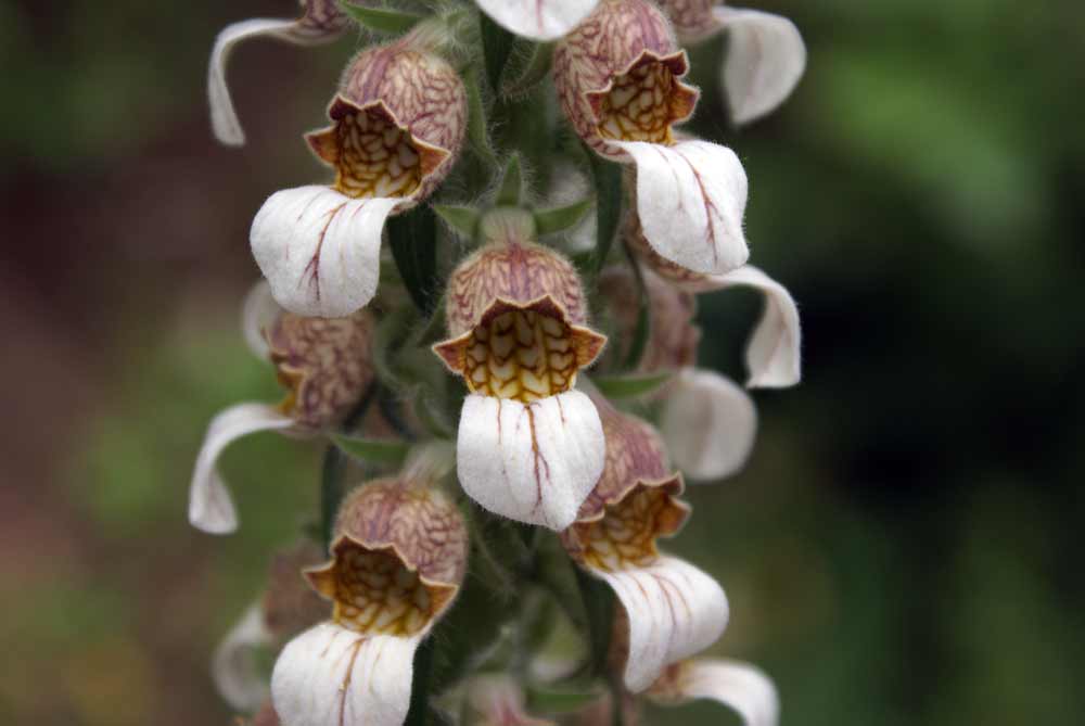 Appennino umbro - Digitalis ferruginea