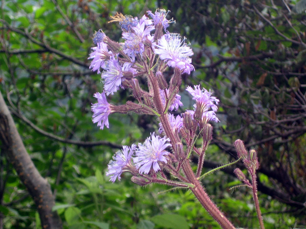 Cicerbita alpina / Lattuga alpina