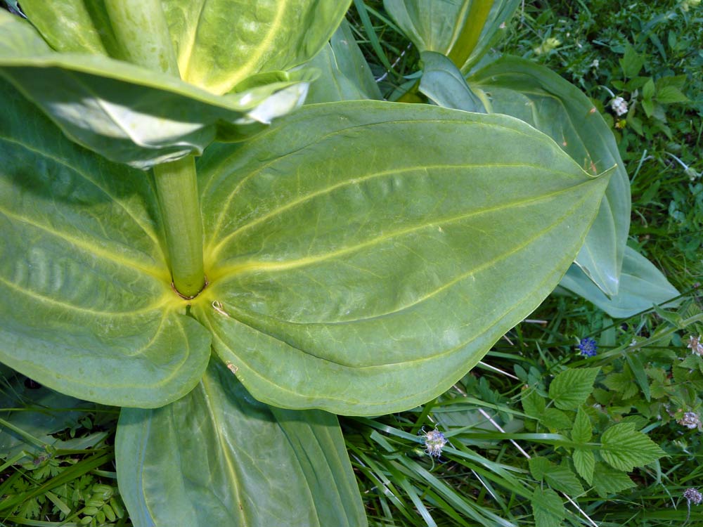 Gentiana lutea / Genziana maggiore