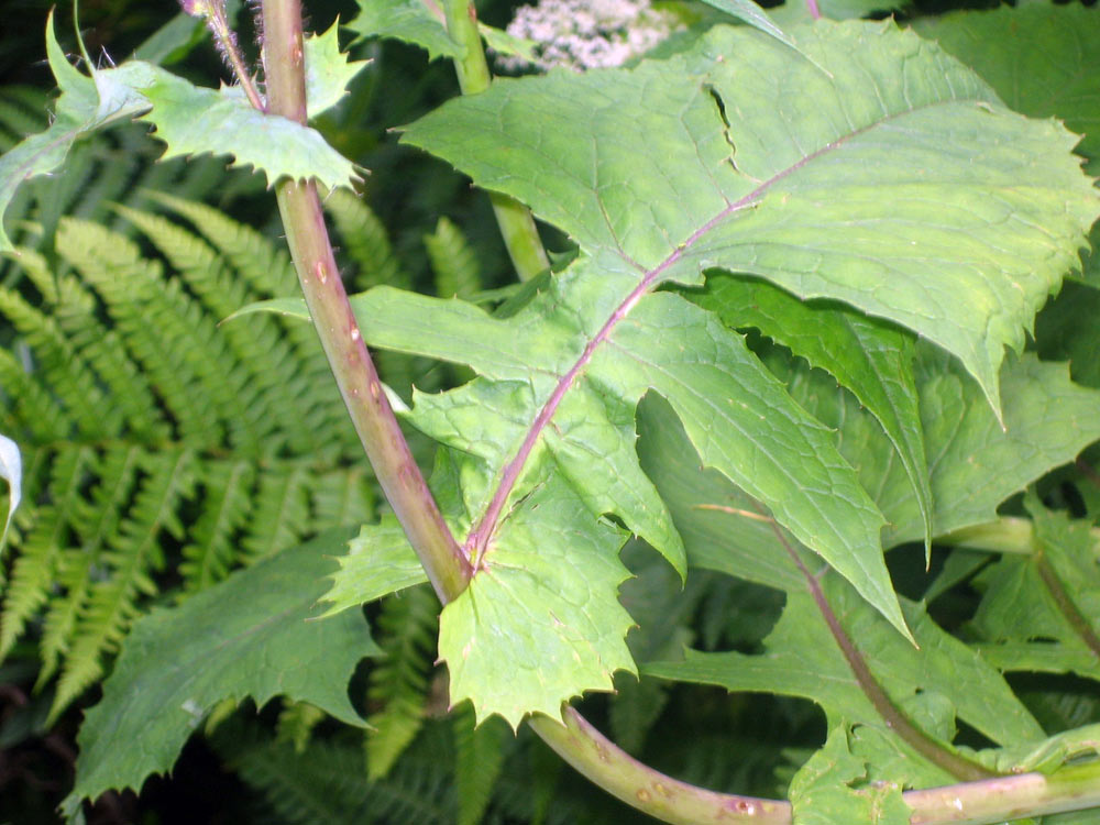 Cicerbita alpina / Lattuga alpina