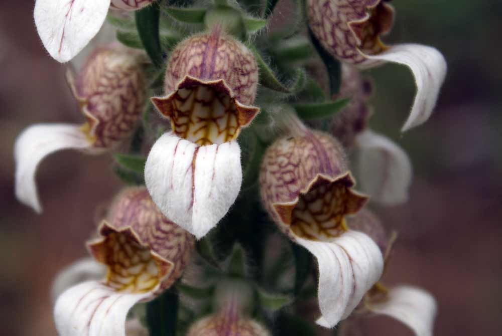 Appennino umbro - Digitalis ferruginea