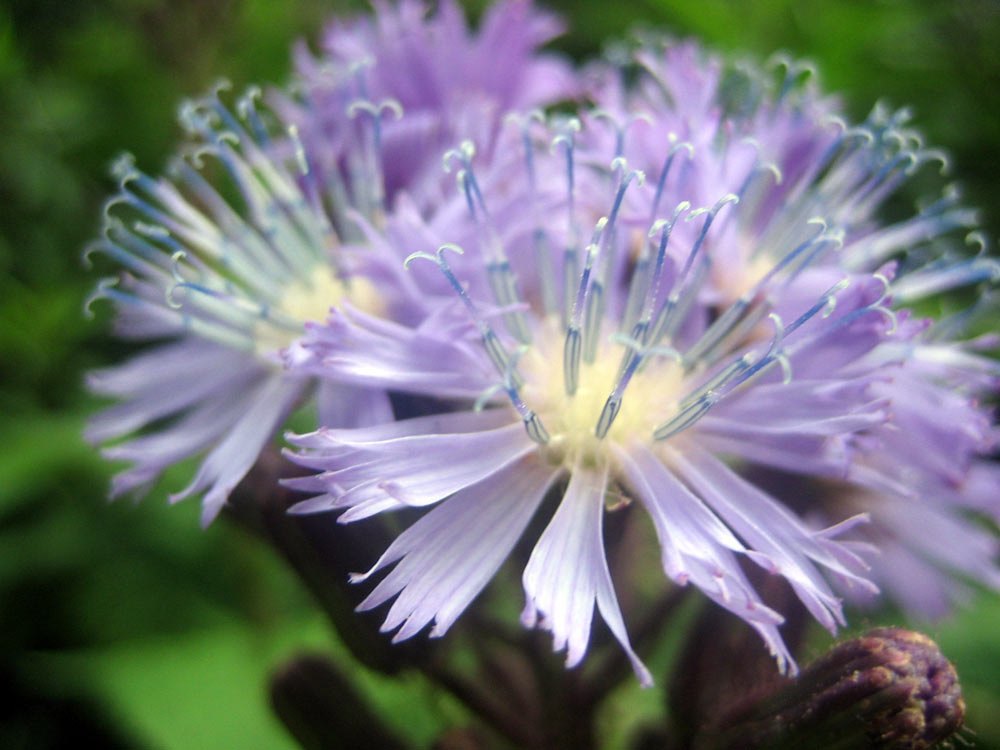 Cicerbita alpina / Lattuga alpina