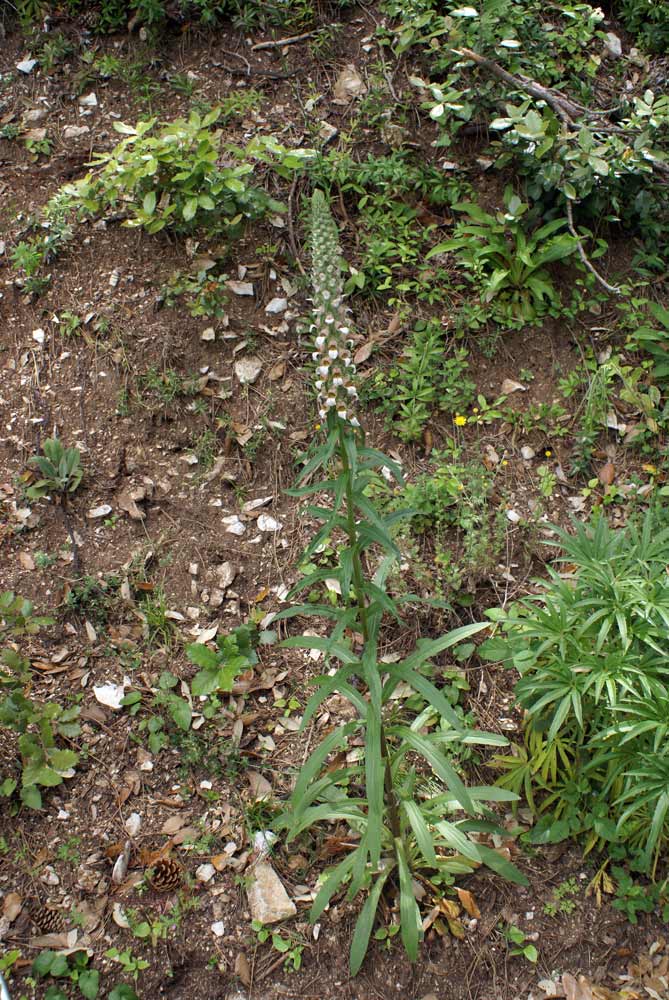 Appennino umbro - Digitalis ferruginea