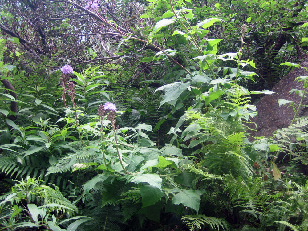 Cicerbita alpina / Lattuga alpina