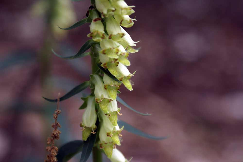 Appenno umbro - Digitalis lutea s.l.