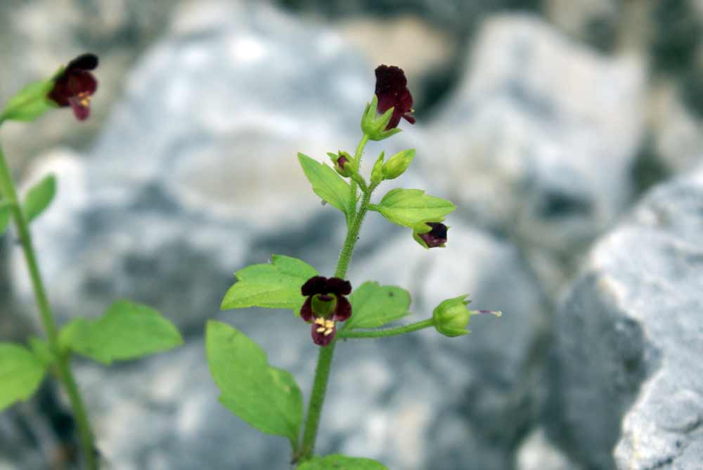 Appennino umbro 22 - Scrophularia peregrina