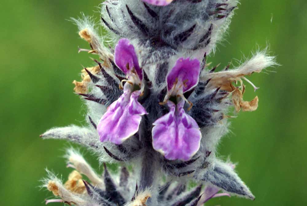 Appennino umbro 27- Stachys del gruppo germanica