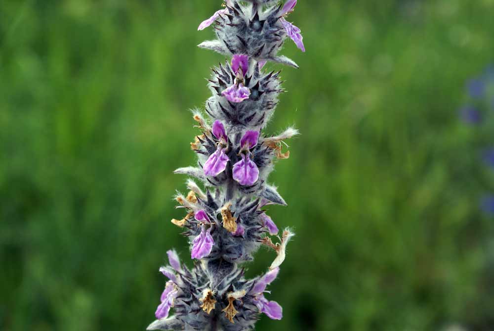 Appennino umbro 27- Stachys del gruppo germanica