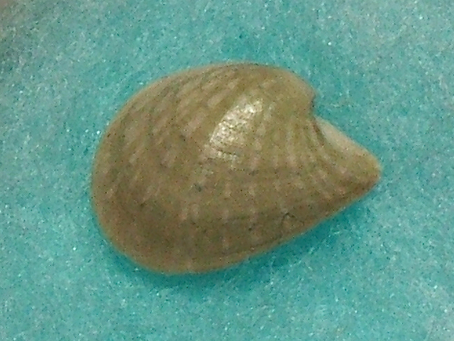 Ricreatione