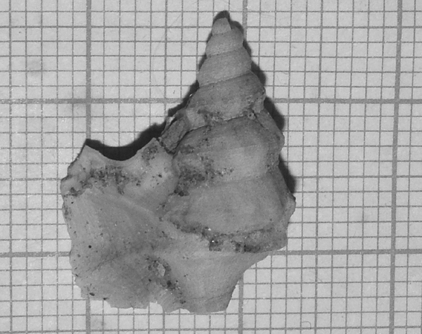 Aporrhais