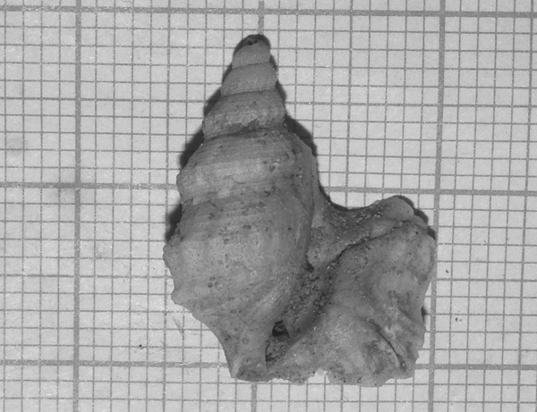 Aporrhais
