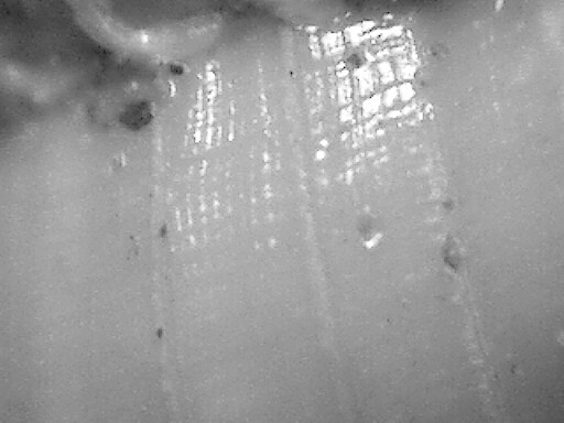 Acrilloscala geniculata