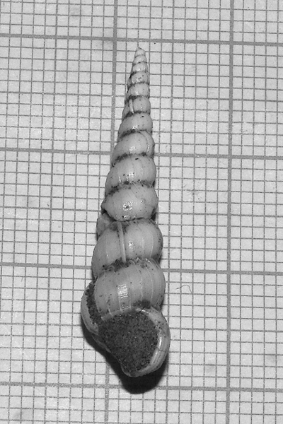 Acrilloscala geniculata