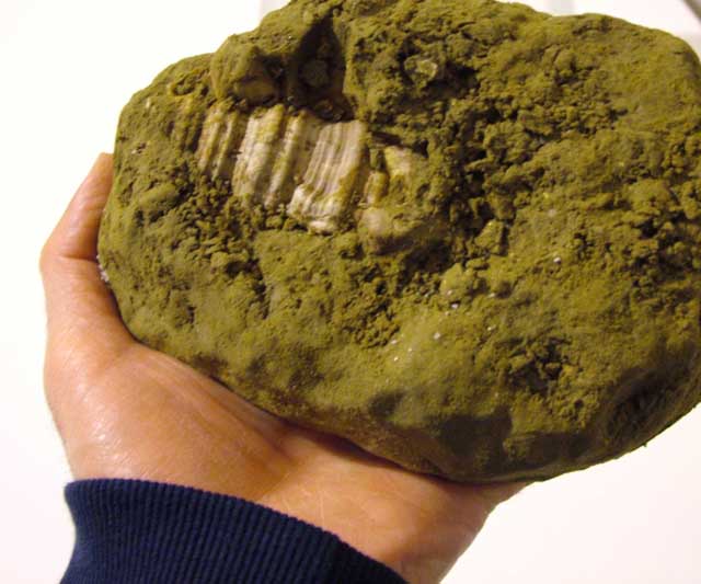 Cymatium parthenopeum
