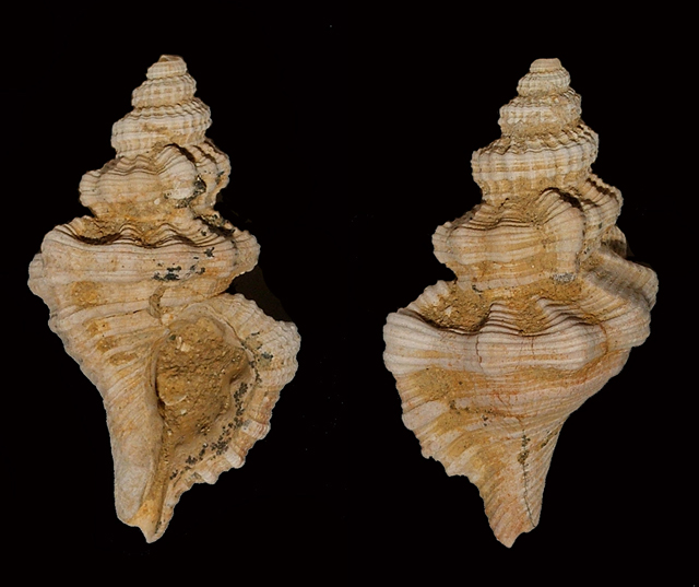 Cymatium distortum