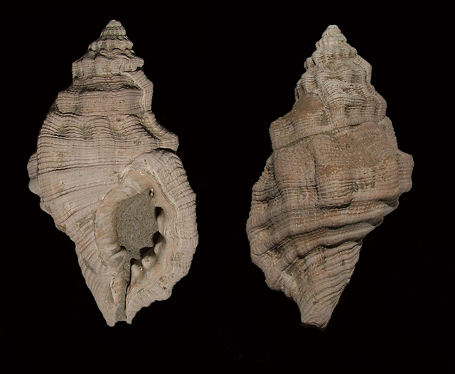 Cymatium doderleini