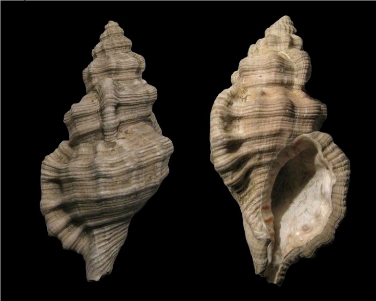 Cymatium doderleini