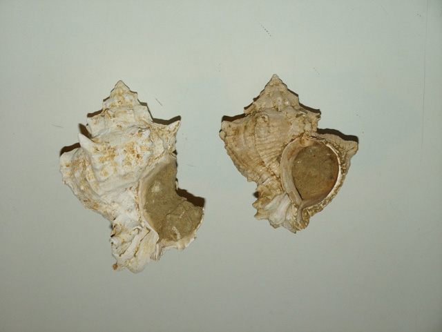 Hexaplex trunculus conglobatus (Michelotti,1841)