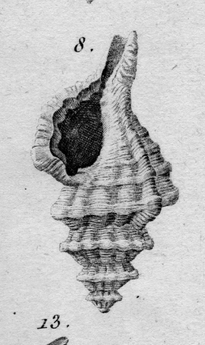 Cymatium distortum