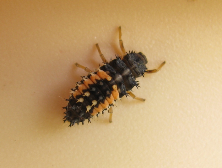 Larve di Harmonia axiridis